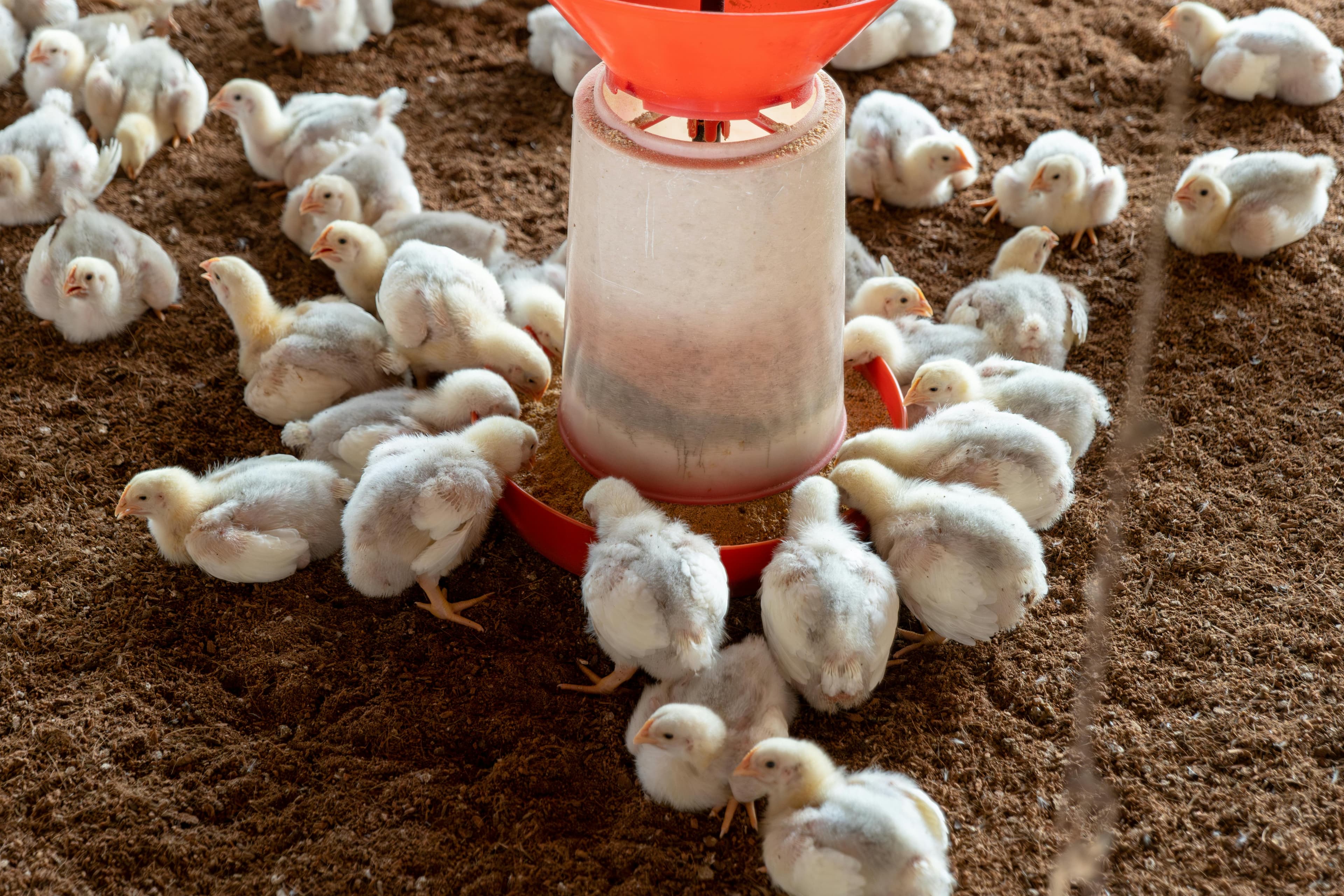 Chicks feeding